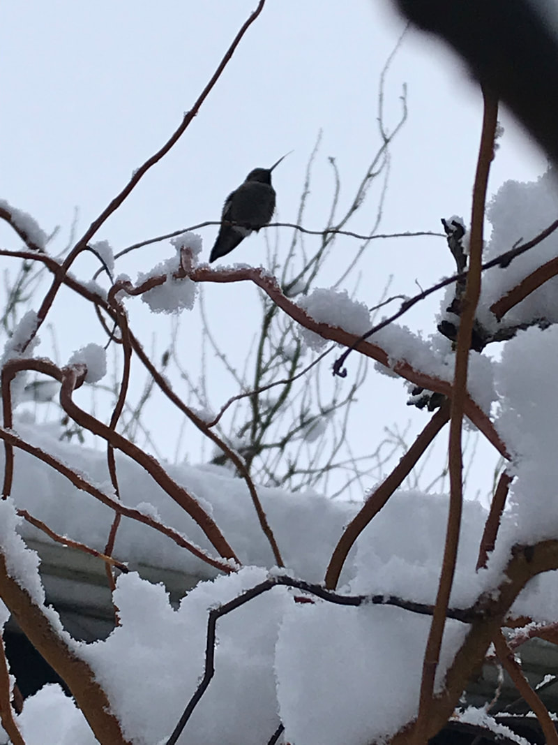 Oregon Christmas Snow Hummingbird
